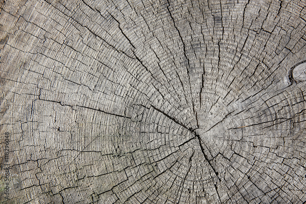 Fototapeta premium rough cut of tree trunk