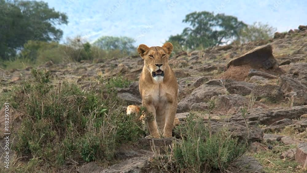 Lioness standing guard on the savanna Lioness standing guard on the savanna