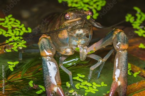 Red claw crayfish in water