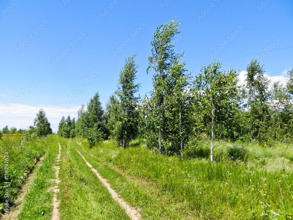 spring landscape of birches against the sky spring landscape of birches against the sky