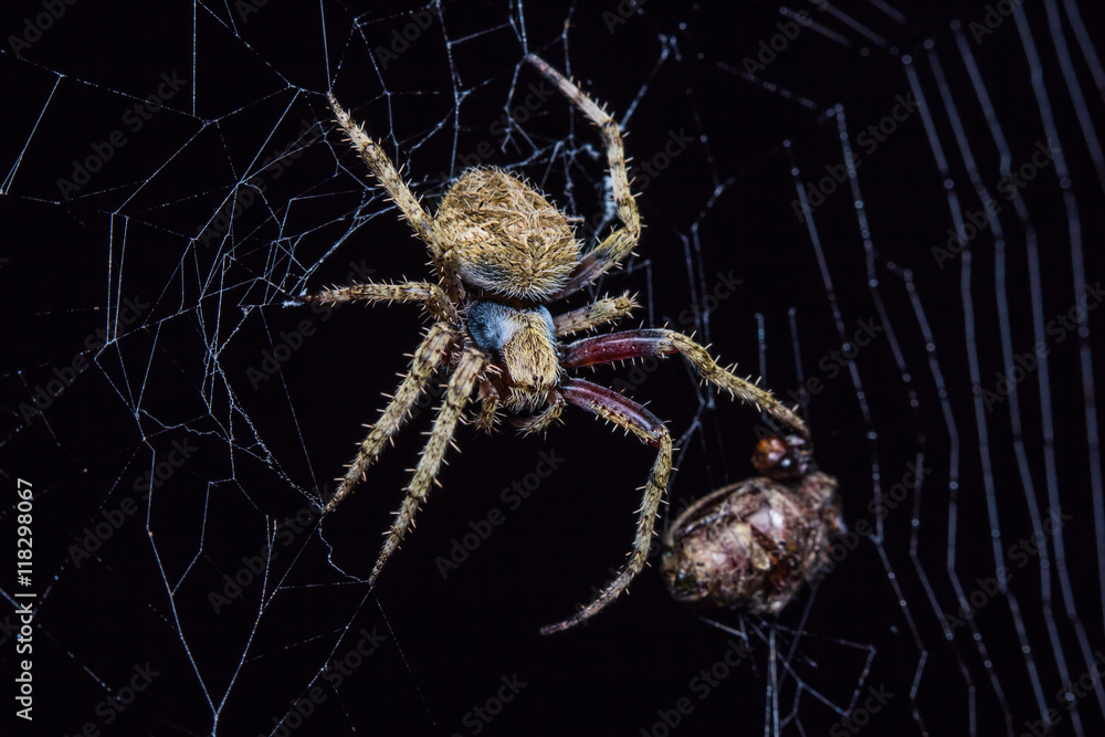 Obraz premium spider in cobweb