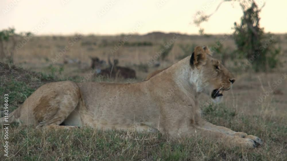 Lioness resting on the savanna Lioness resting on the savanna