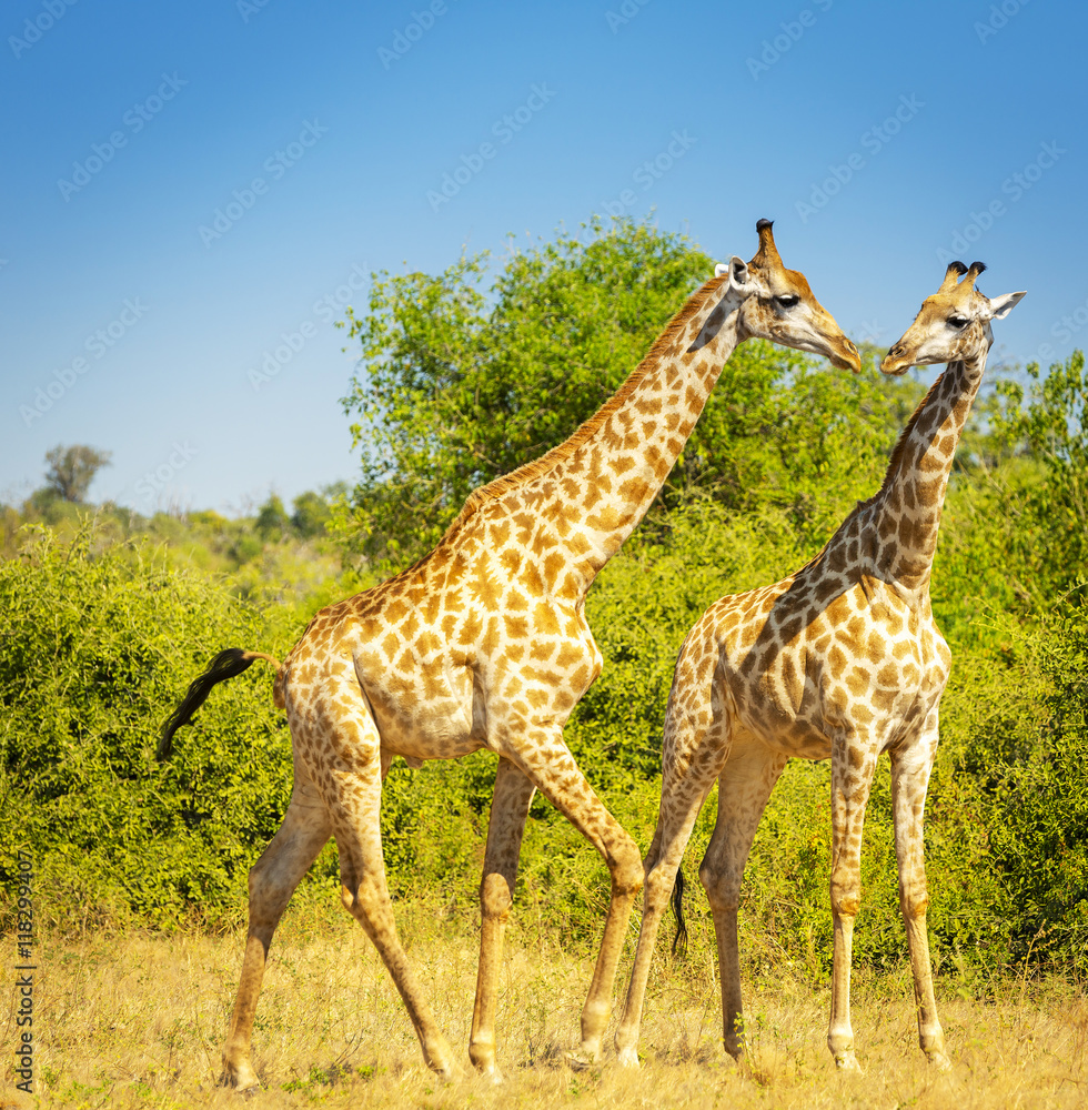 Obraz premium Giraffes in Africa