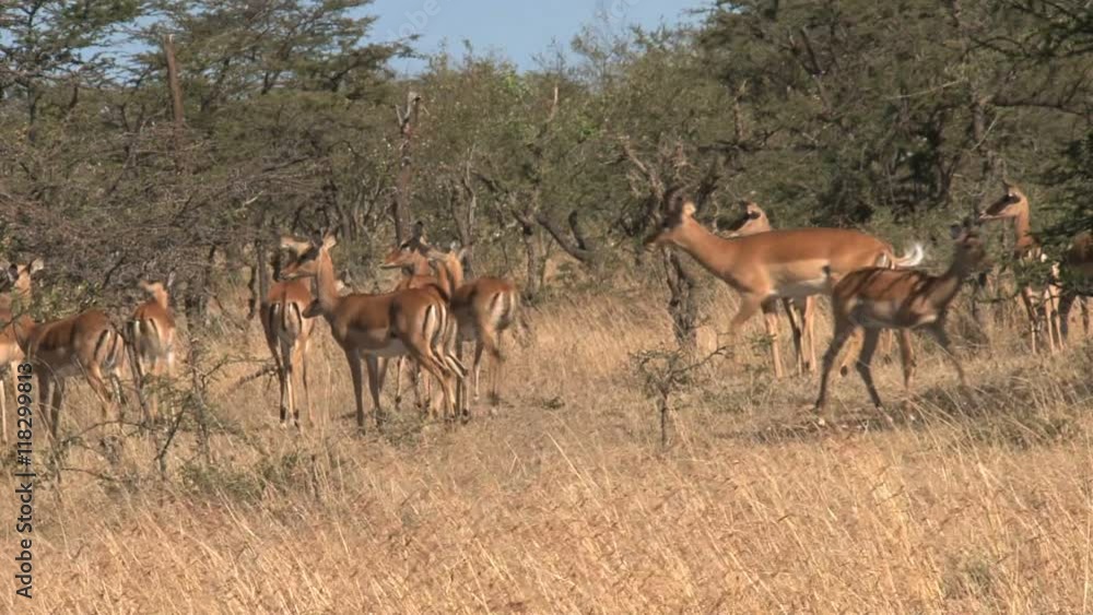 Herd of Impala running on the grassland Herd of Impala running on the grassland