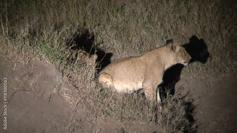 Pair of Lionesses wrestling at night Pair of Lionesses wrestling at night