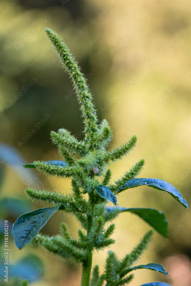Green amaranth (Amaranthus hybridus) in flower. Plant in the family Amaranthaceae growing as an invasive weed in the UK Green amaranth (Amaranthus hybridus) in flower. Plant in the family Amaranthaceae growing as an invasive weed in the UK