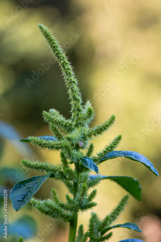 фотографія Green amaranth (Amaranthus hybridus) in flower