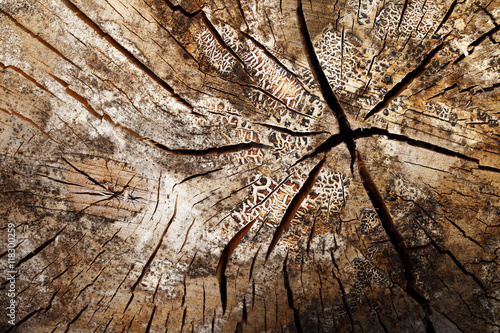 wood texture, grunge, cracked, high-resolution image
