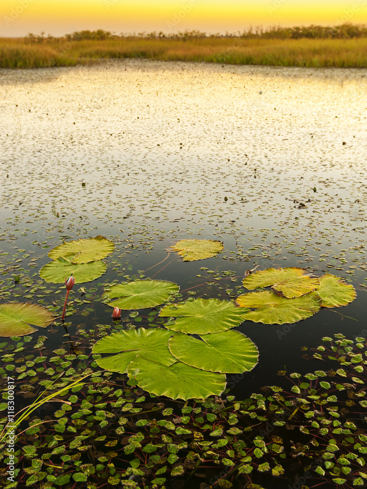 Lily Pads At Sunset On Water Lily Pads At Sunset On Water