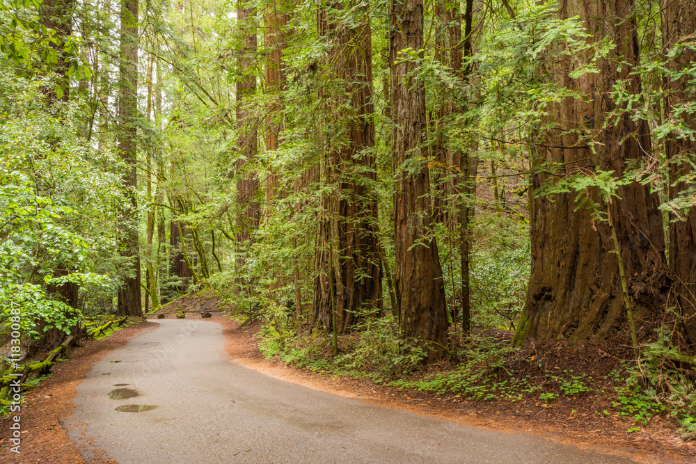 Naklejka premium Road in the Redwood Forest at Armstrong Redwoods State Park