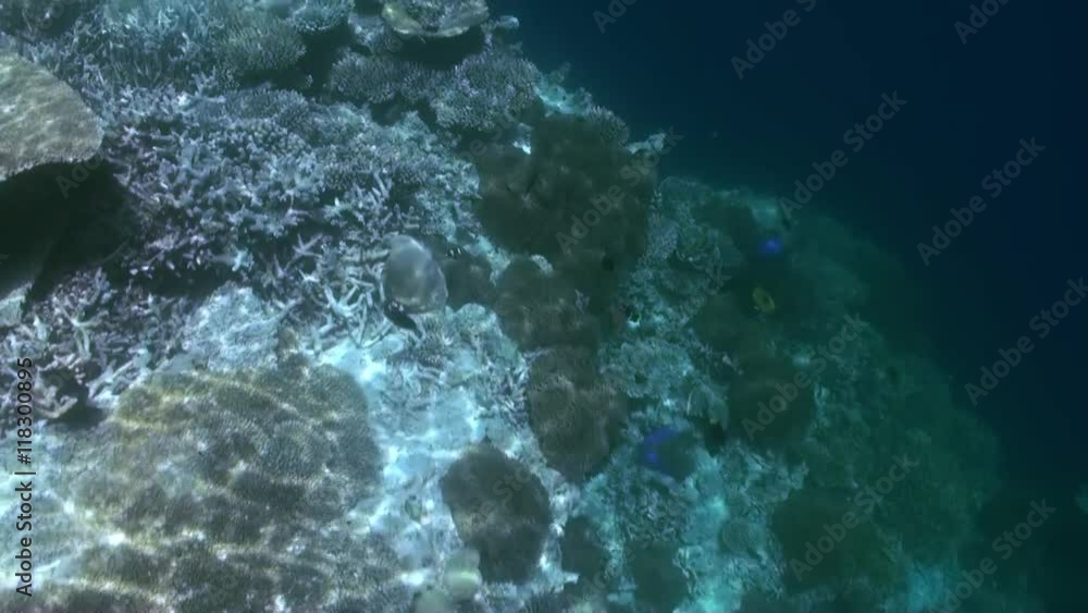 Underwater landscape of coral reef. Amazing, beautiful underwater marine life world of sea creatures in Maldives. Scuba diving and tourism. Underwater landscape of coral reef. Amazing, beautiful underwater marine life world of sea creatures in Maldives. Scuba diving and tourism.
