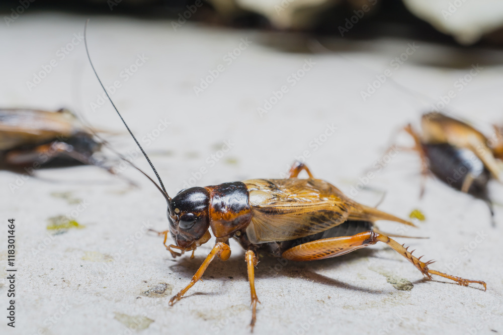 close up of Crickets in farm, Gryllidae, For consumption as food And