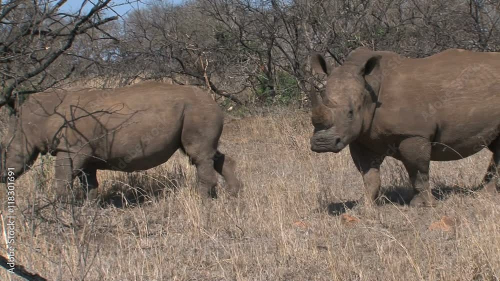 Pair of Rhinoceroses grazing on the savanna Pair of Rhinoceroses grazing on the savanna