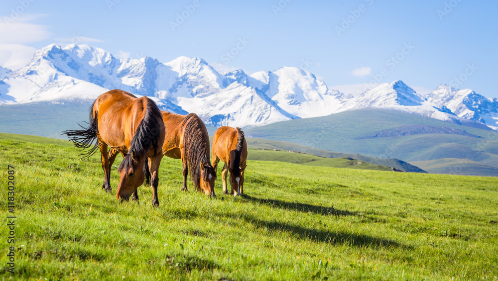 Horses under the snow mountain, pasture on the plateau.