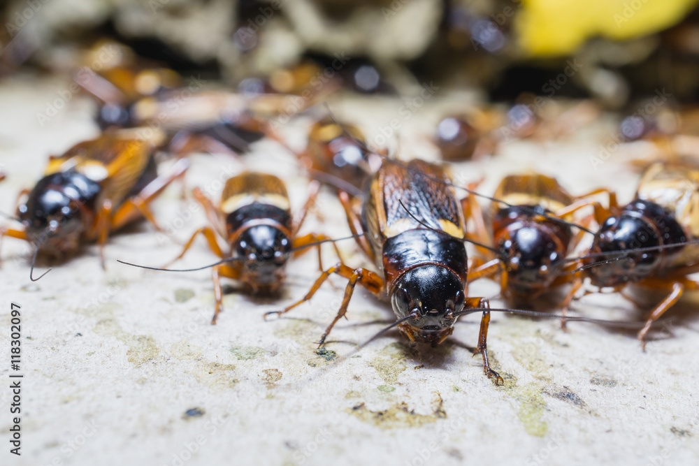 close up of Crickets in farm, Gryllidae, For consumption as food And