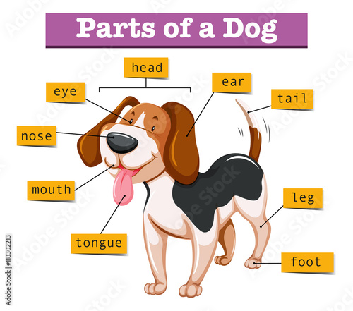 Diagram showing parts of dog
