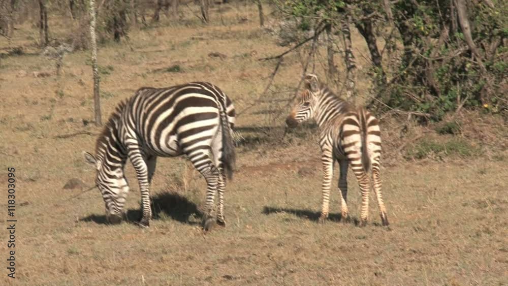 Zebra mare and foal walking on the savanna Zebra mare and foal walking on the savanna