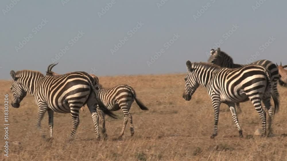 Herd of Zebras grazing on the savanna