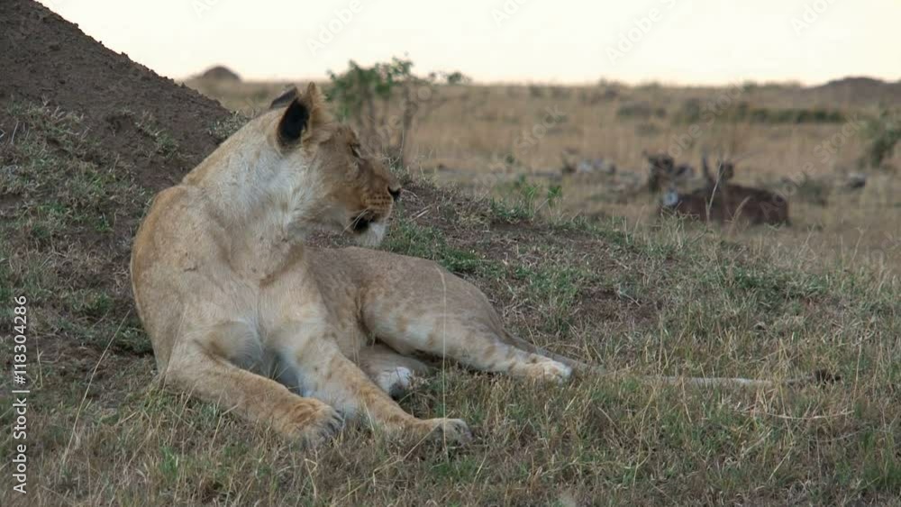 Lioness resting on the savanna Lioness resting on the savanna