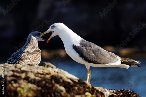 Lesser black-backed gull, Herring Gull, Sea  Gull