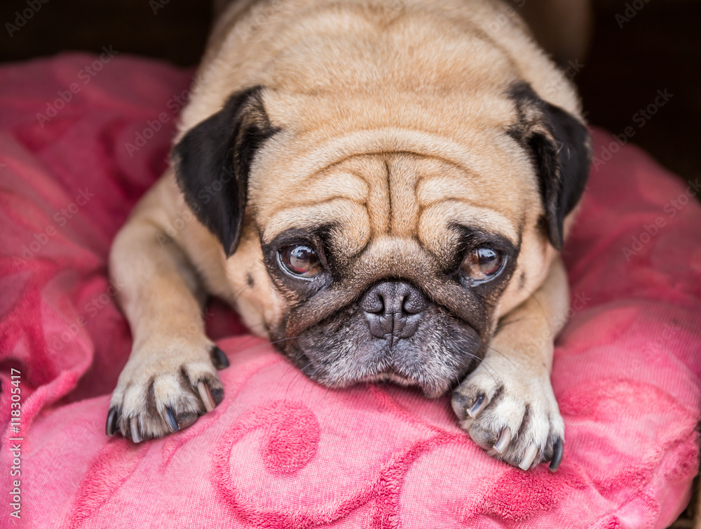 Cute Pug dog with a sad, fat face, sleep on pink pillow