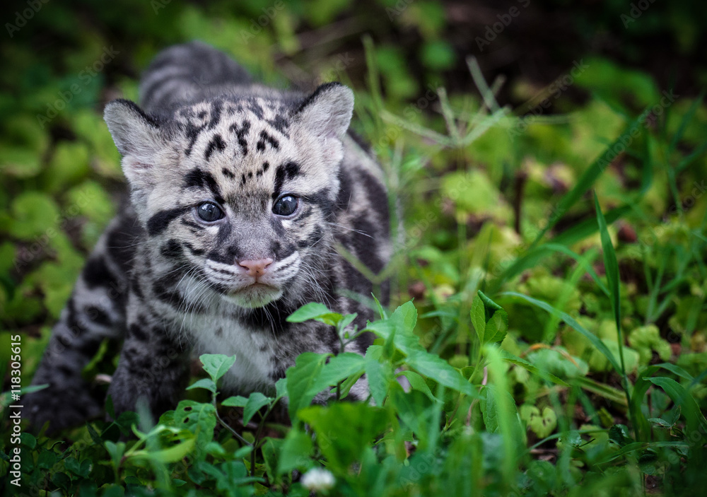 Naklejka premium Clouded Leopard