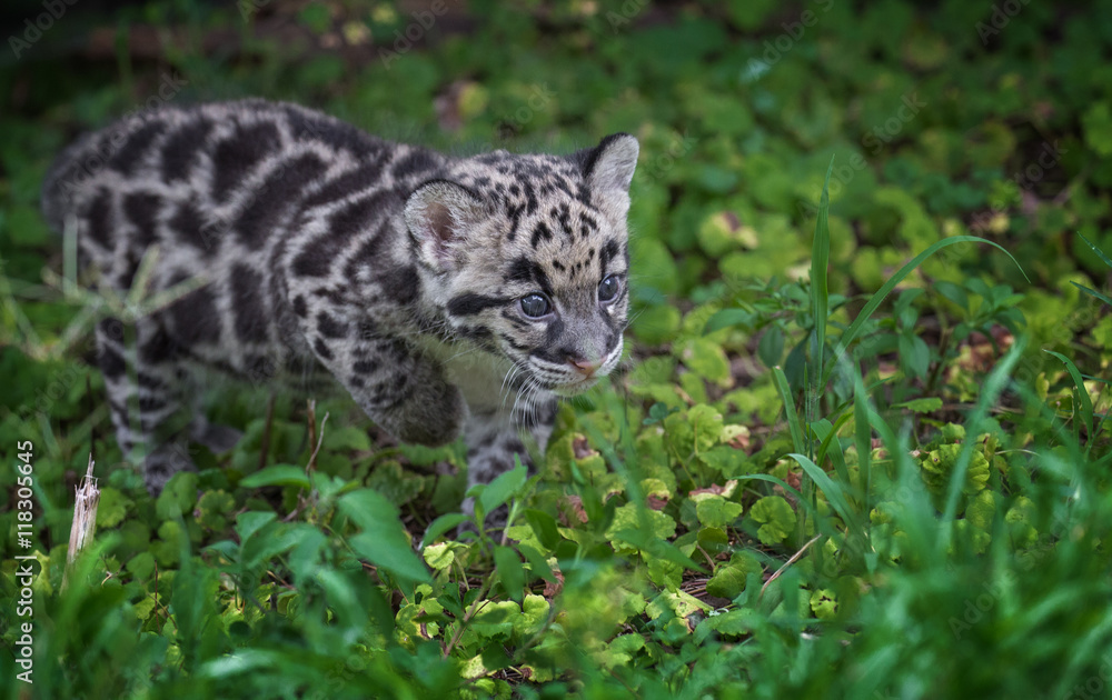 Fototapeta premium clouded leopard