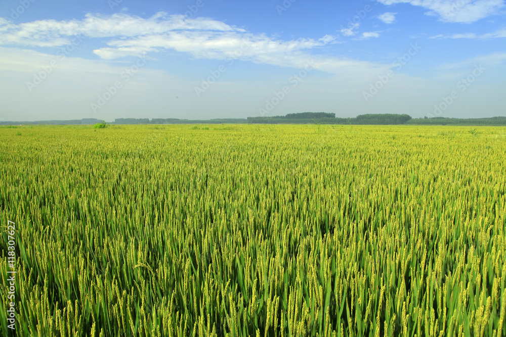 The rice in the field