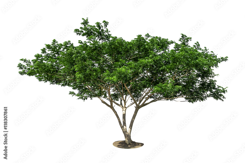 Big tree, Tree isolated on white background Big tree, Tree isolated on white background