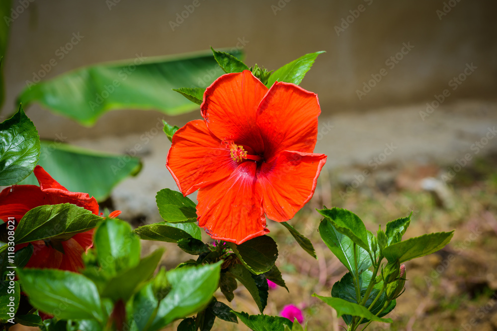 Hibiscus Flower. Shallow DOF Hibiscus Flower. Shallow DOF