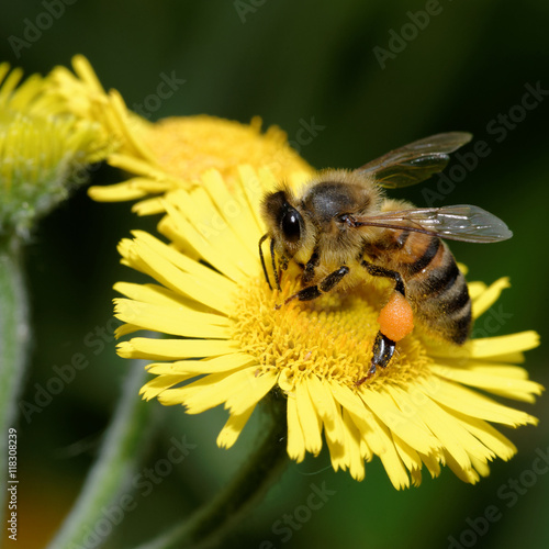Honey Bee, Honeybee, Bee