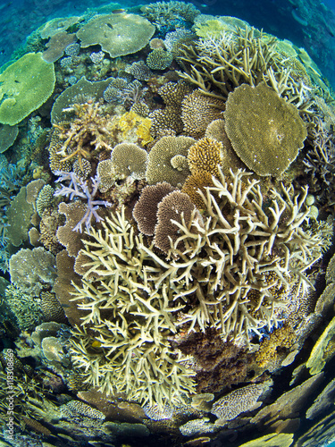 Fototapeta Naklejka Na Ścianę i Meble -  サンゴ