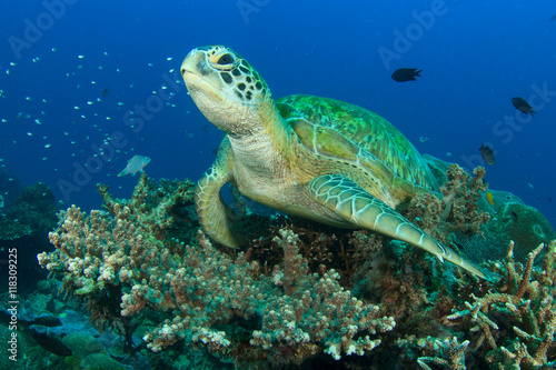 Sea Turtle coral reef in ocean © Richard Carey