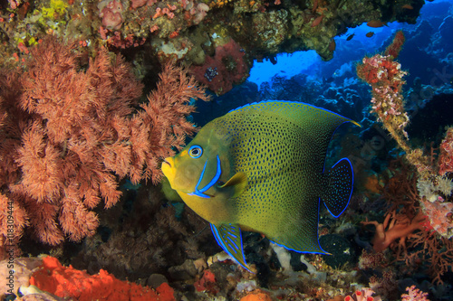 Koran Angelfish tropical fish coral reef