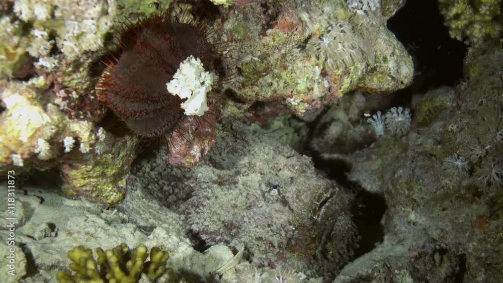 Scorpionfishe Scorpion Fishe hunting night on reef. Amazing, beautiful underwater world Bali Indonesia and life of its inhabitants, creatures and diving, travels with them. Wonderful experience in sea Scorpionfishe Scorpion Fishe hunting night on reef. Amazing, beautiful underwater world Bali Indonesia and life of its inhabitants, creatures and diving, travels with them. Wonderful experience in sea