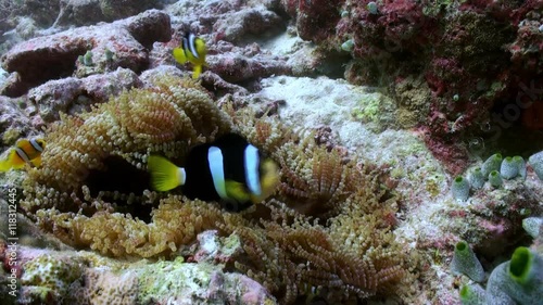 Anemones and multicolored clown fish in the stream. Amazing, beautiful underwater marine life world of sea creatures in Maldives. Scuba diving and tourism. photo