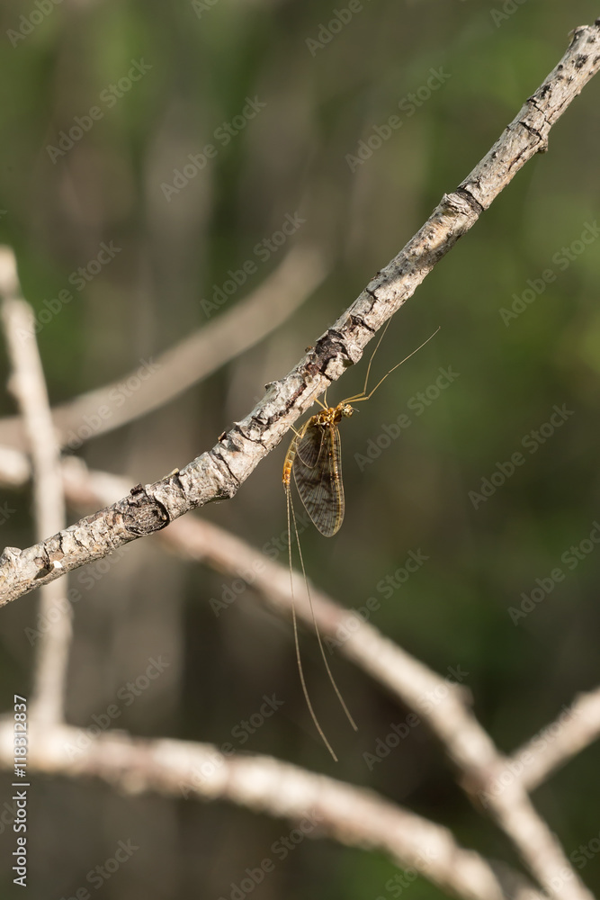 Naklejka premium golden mayfly on a branch
