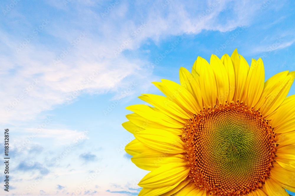 Obraz premium Sunflower.