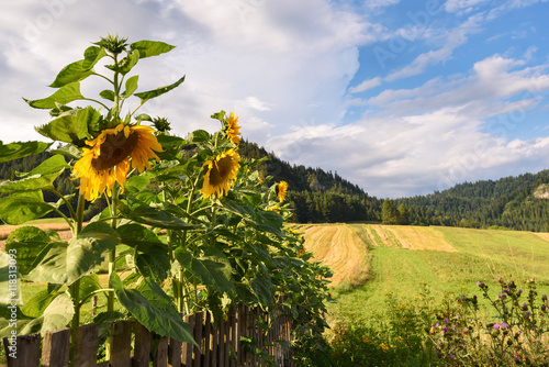 Fototapeta Naklejka Na Ścianę i Meble -  Sunflowers in the garden, fields and mountains as background.