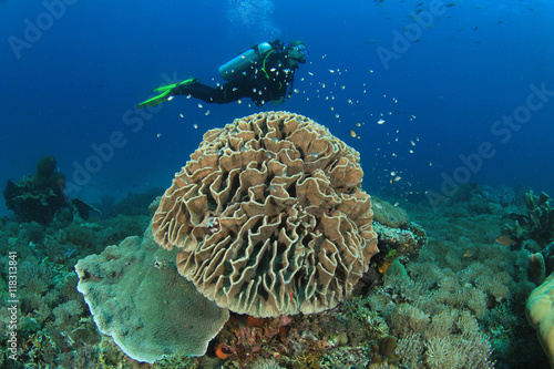 Scuba dive coral reef photo