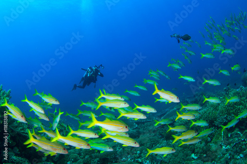 Scuba diver underwater photographer and fish 