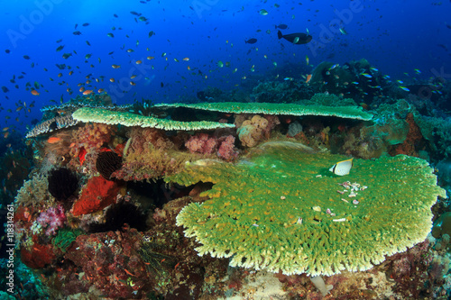 Coral reef and fish underwater in ocean photo