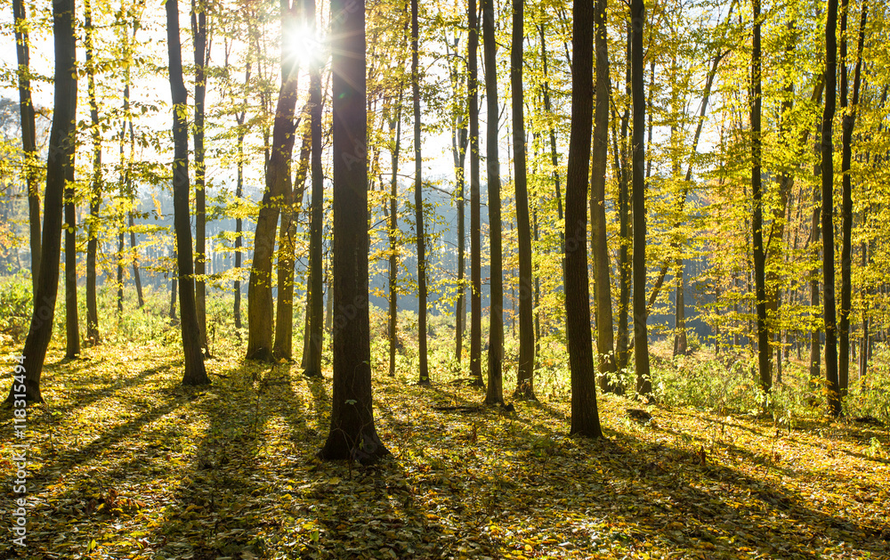 Fototapeta premium autumnal forest with sunbeams