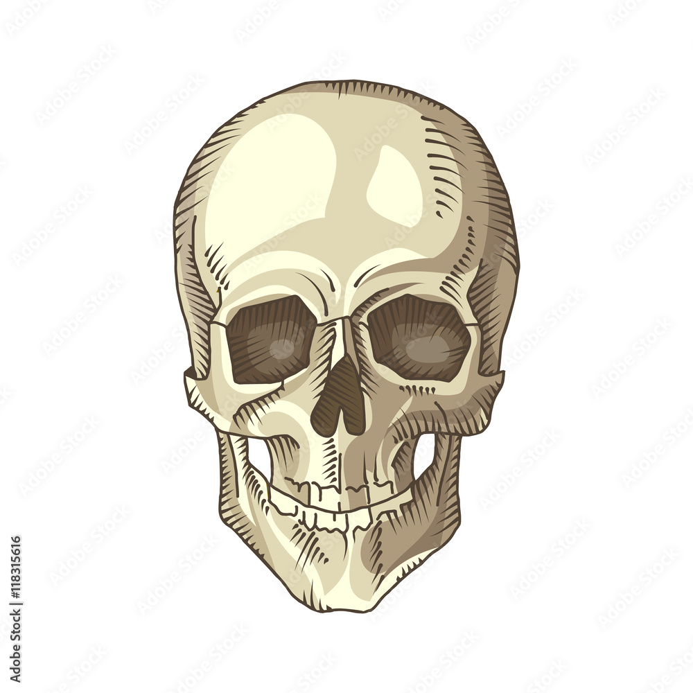 Illustration of anatomical skull