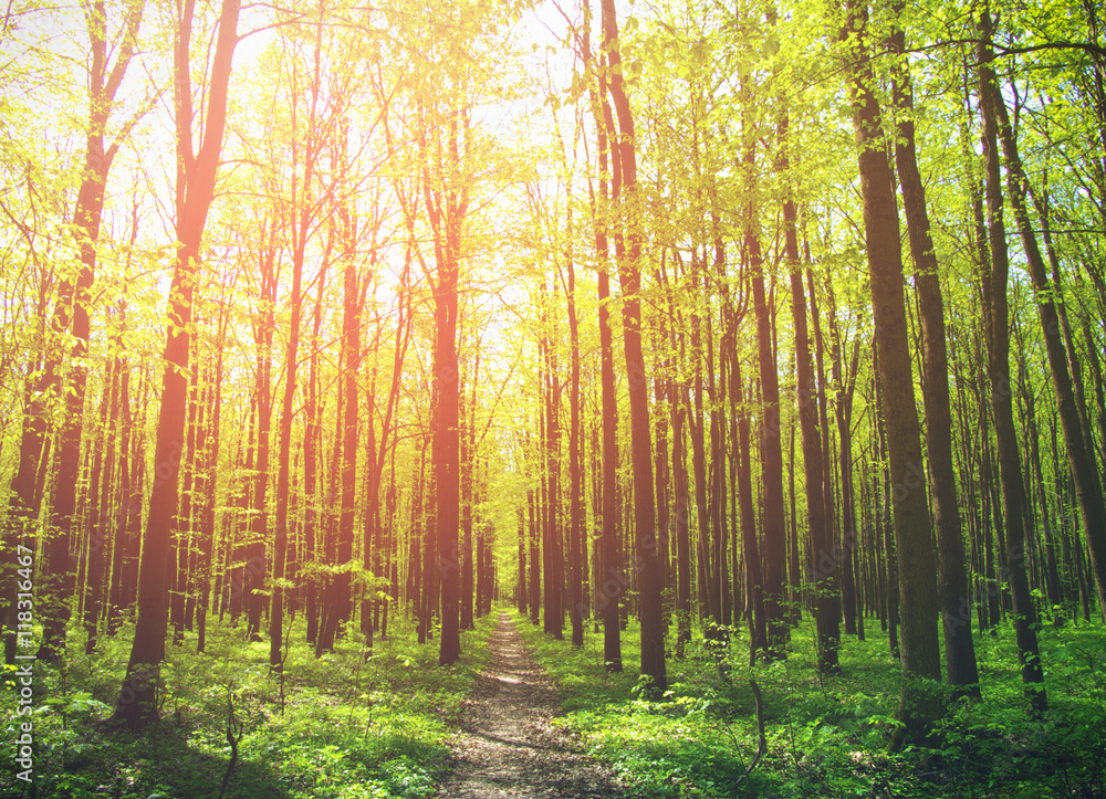 Naklejka premium nature