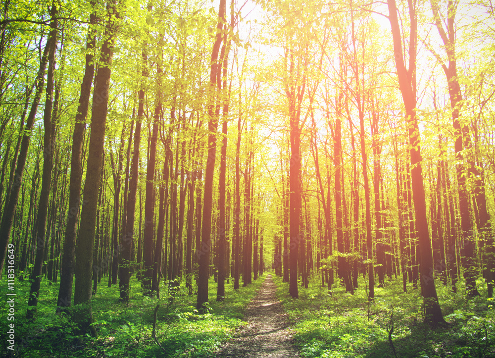 Fototapeta premium nature