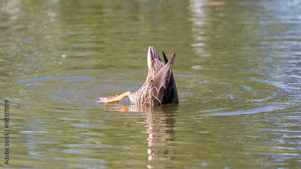 Fototapeta premium Mallard duck diving