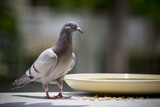 close up full body of young speed racing pigeon bird perching on