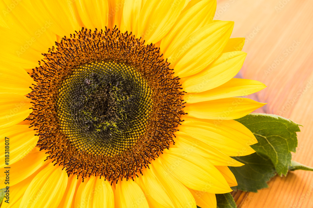 Obraz premium Sunflower