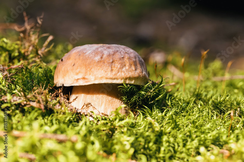 Mushroom -Boletus edulis in the forest